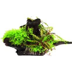 Hygrophila pinnatifida + mousse sur racine S
