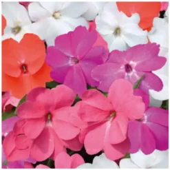 Impatiens de Nouvelle Guinée. Le pot de Ø 17 cm