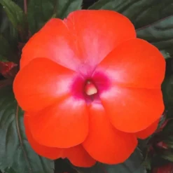 Impatiens de Nouvelle Guinée - La jardinière de 50 cm