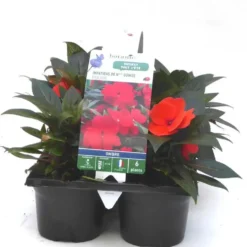 Impatiens de Nouvelle Guinée rouge orange - Le pack de 6 plants