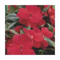 Impatiens de Nouvelle Guinée rouge orange - Le pack de 6 plants