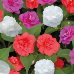 Impatiens à fleurs doubles - Le pot de 9 x 9 cm