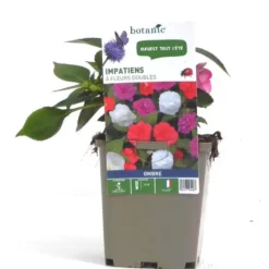 Impatiens à fleurs doubles - Le pot de 9 x 9 cm