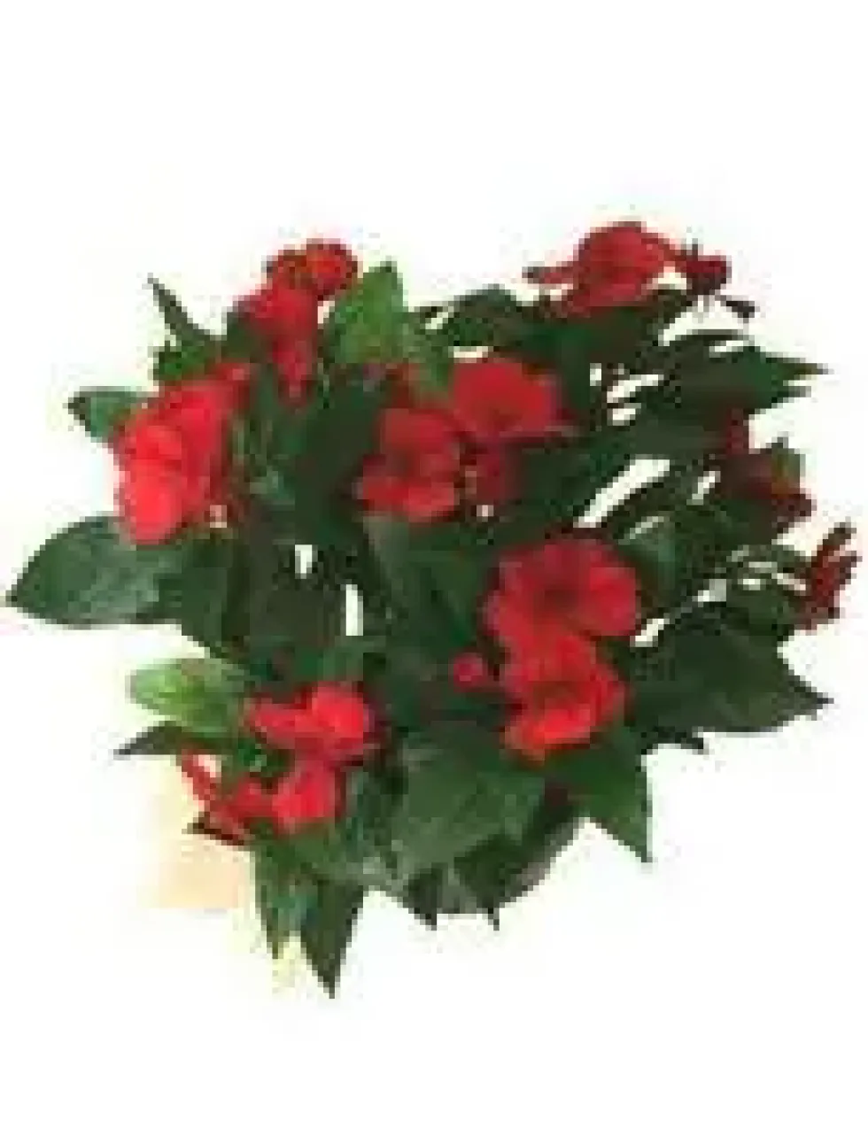 Impatiens - Le pack de 6 plants