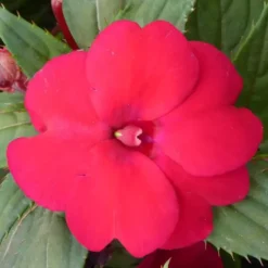 Impatiens Nouvelle Guinee retombante - La suspension diam 27 cm