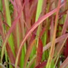 Imperata Red Baron - Le bac carré