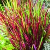 Imperata Red Baron rouge botanic®. Le pot de 4 litres