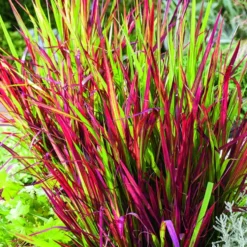 Imperata Red Baron rouge botanic®. Le pot de 4 litres