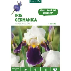 Iris Germanica Hadlines violet et blanc botanic® - 1 bulbe