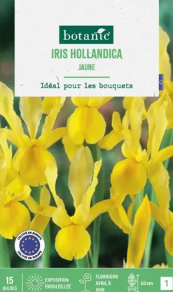 Iris hollande coloris jaune botanic® - 15 bulbes