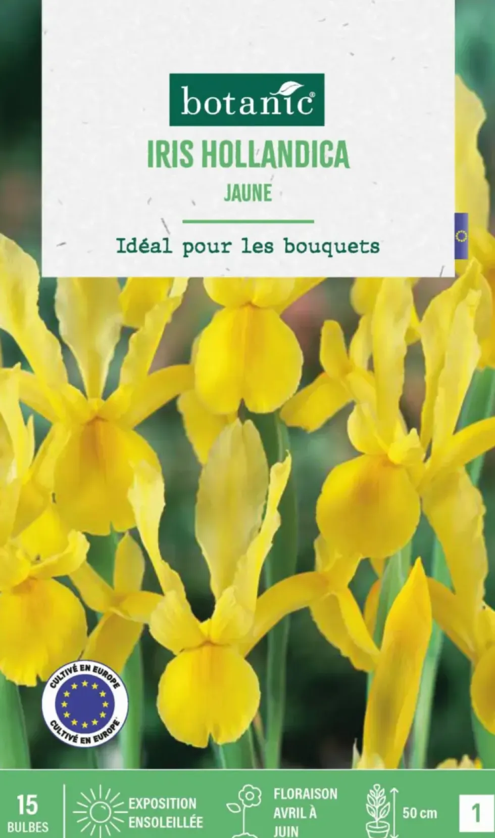 Iris hollande coloris jaune botanic® - 15 bulbes