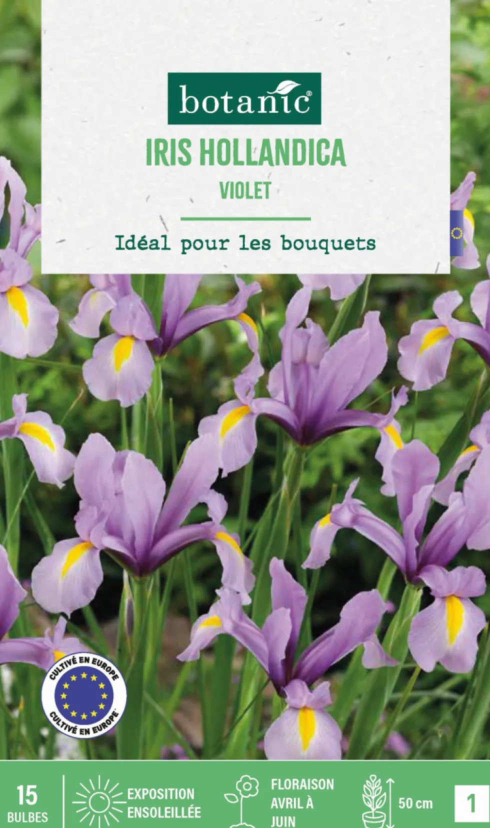 Iris hollande coloris violet botanic® - 15 bulbes