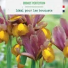 Iris hollandica bronze perfection botanic® - 25 bulbes