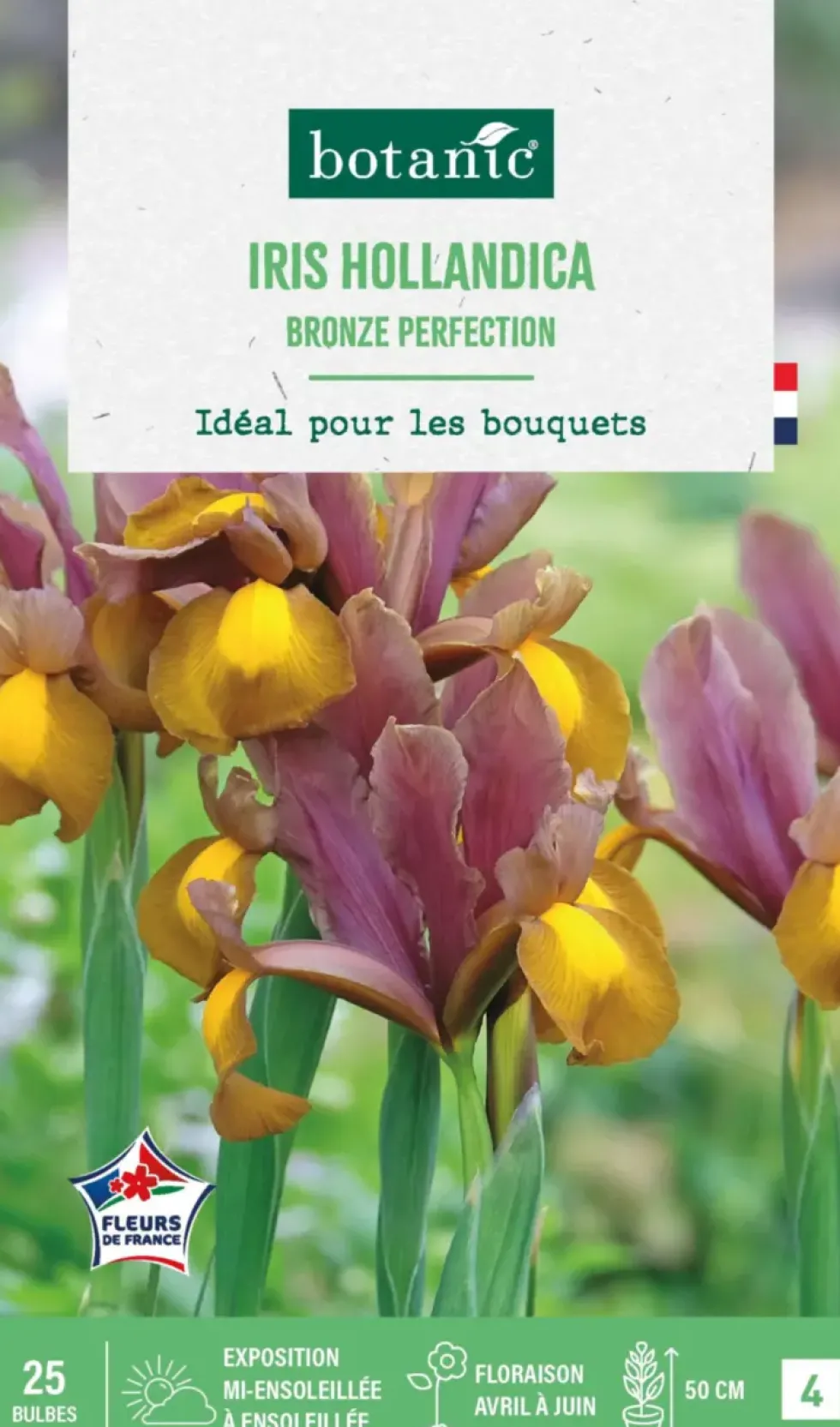 Iris hollandica bronze perfection botanic® - 25 bulbes