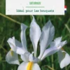 Iris hollandica saturnus en mélange botanic® - 25 bulbes