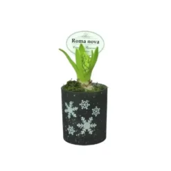 Jacinthe blanche en verrerie aux motifs étoilés