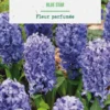 Jacinthe blue star botanic® - 3 bulbes