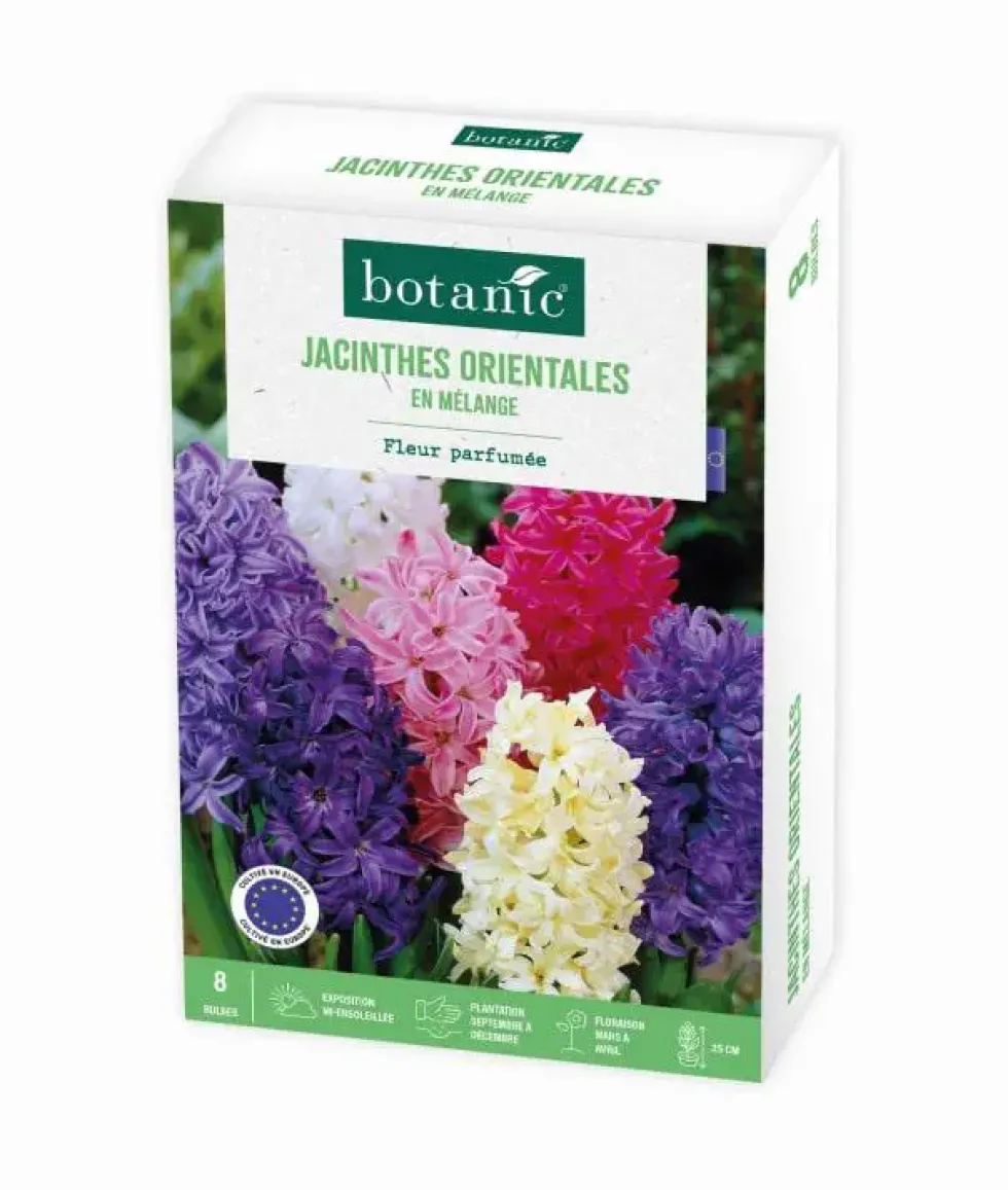 Jacinthe botanic® - 8 bulbes