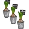 Jacinthe divers coloris en pot déco de 9 cm