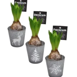 Jacinthe divers coloris en pot déco de 9 cm