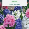 Jacinthe double en mélange botanic® - 3 bulbes