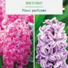 Jacinthe en duo botanic® - 4 bulbes