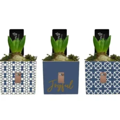 Jacinthe en pot décoratif forme carrée de 9 cm