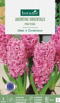 Jacinthe intérieur pink pearl botanic® - 2 bulbes
