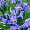 Jacinthe Multiflore - La coupe de 15 cm
