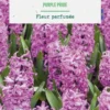 Jacinthe purple pride botanic® - 3 bulbes
