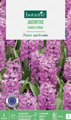 Jacinthe purple pride botanic® - 3 bulbes