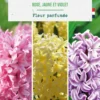 Jacinthe trio botanic® - 3 bulbes