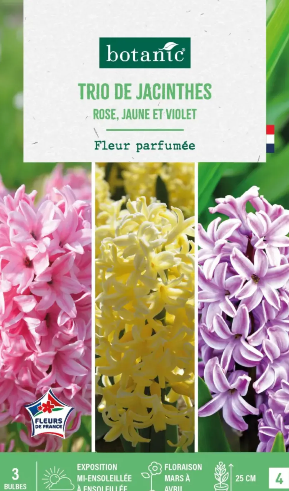 Jacinthe trio botanic® - 3 bulbes