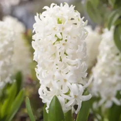 Jacinthe White Pearl - Le godet