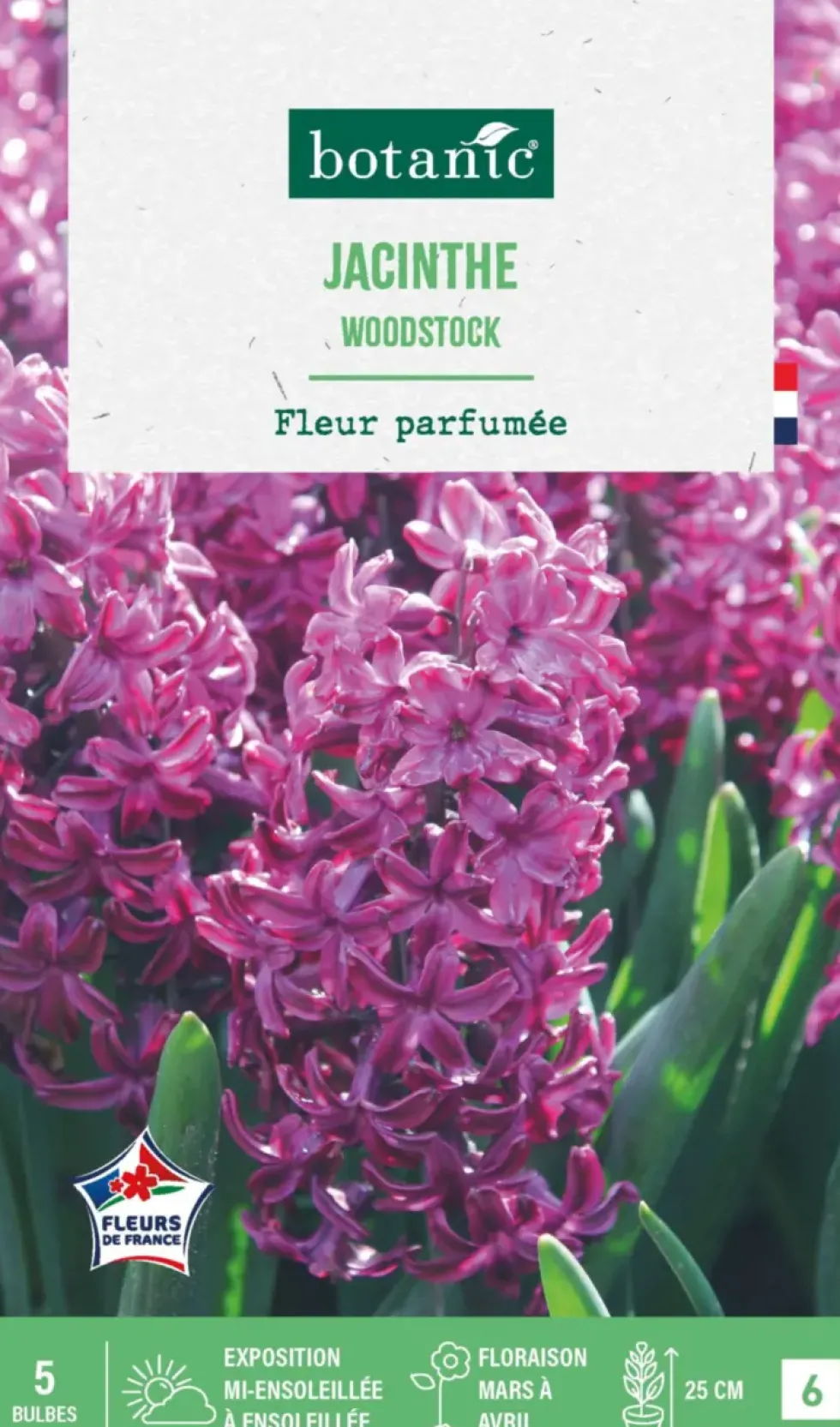 Jacinthe woodstock botanic® - 5 bulbes