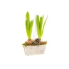 Jacinthe X2 Mini Jardiniere Bouleau
