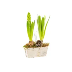 Jacinthe X2 Mini Jardiniere Bouleau