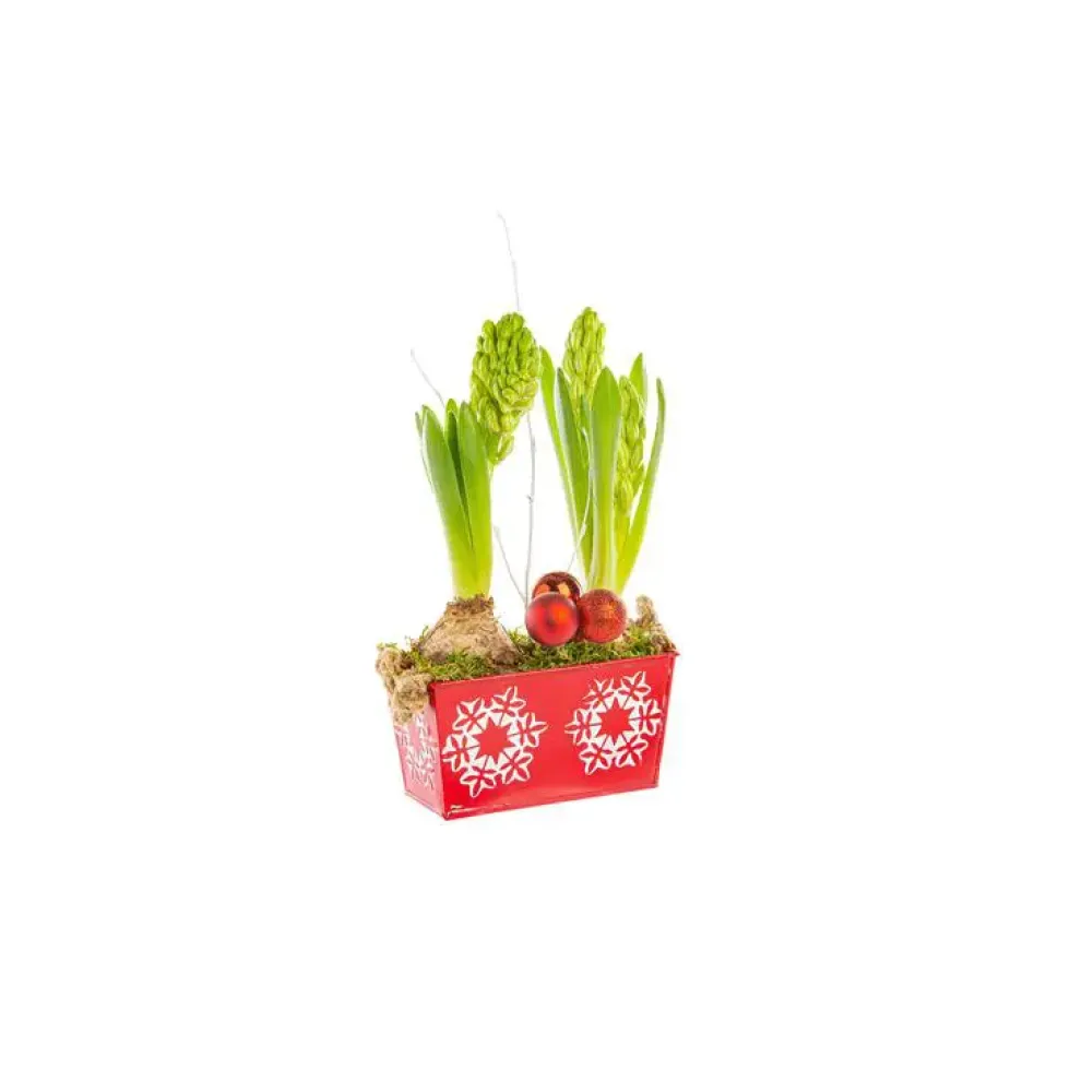 Jacinthe X2 Mini Jardi Zinc Flocon rouge