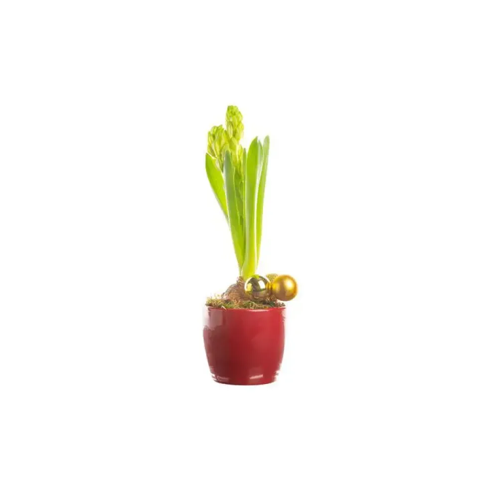 Jacinthe X1 Pot Ceramique rouge