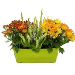 Jardinière d'automne - La jardinière de 25 cm