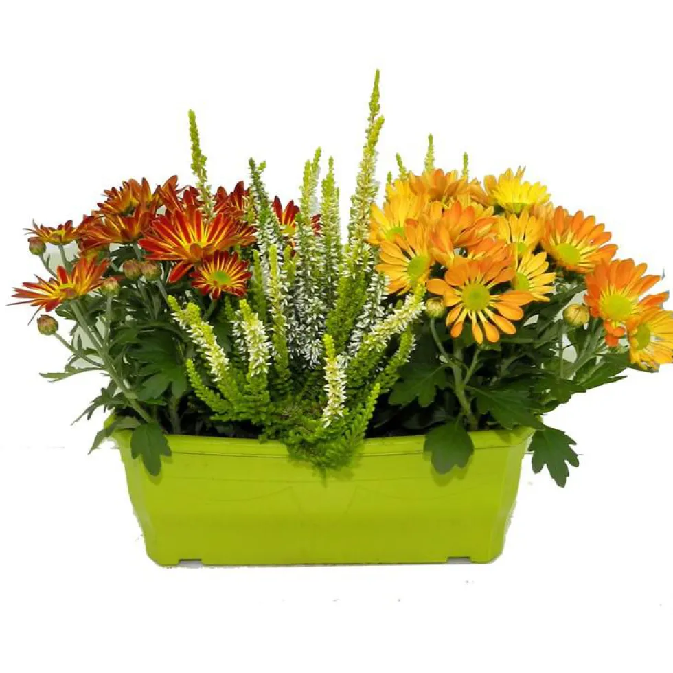 Jardinière d'automne - La jardinière de 25 cm