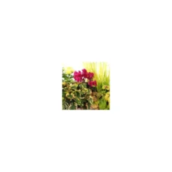 Jardinière d'automne - La jardinière de 25 cm