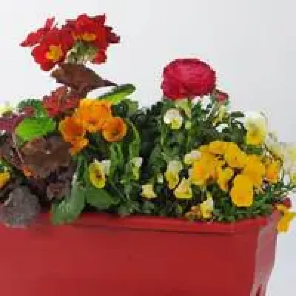 Jardinière variée - La jardinière de 60 cm