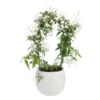 Jasmin en arceau avec un cache-pot en céramique coloris blanc - Ø 12 cm
