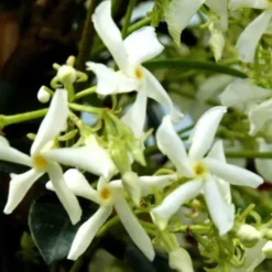 Jasmin étoilé 80/100 cm. Le pot de 3 litres