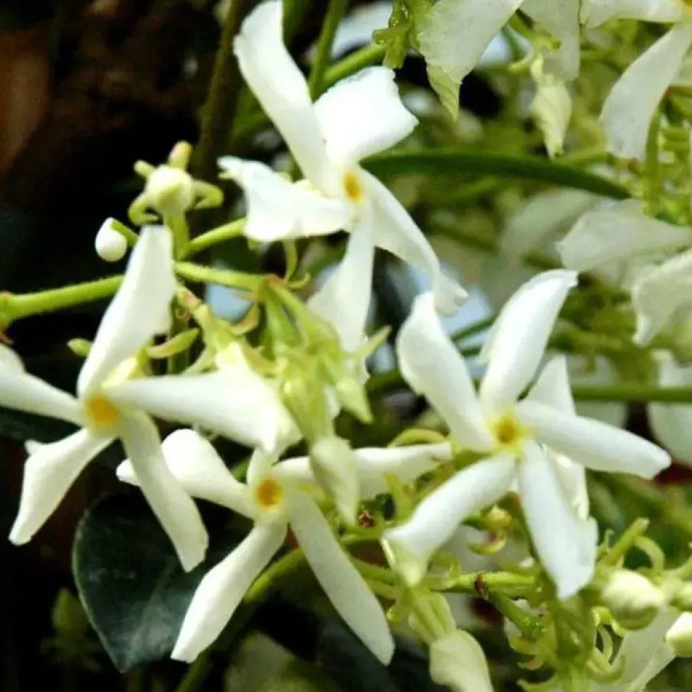 Jasmin étoilé 80/100 cm. Le pot de 3 litres