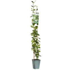 Jasmin étoilé 90/100 cm. Le pot de 3 litres, échelle