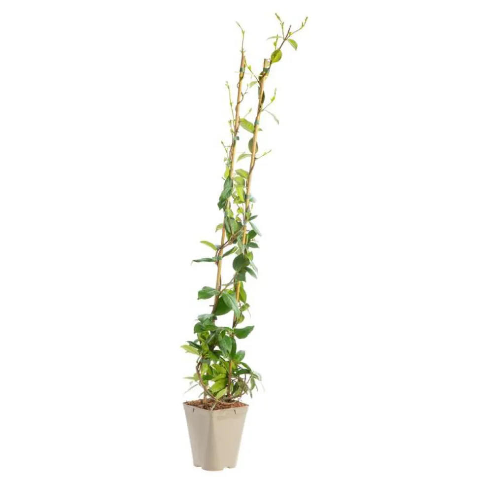 Jasmin étoilé 90/100 cm. Le pot de 3 litres, échelle