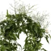 Jasminum Polyanthum - Le pot de 20 cm