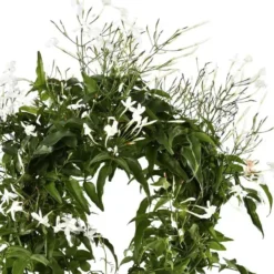 Jasminum Polyanthum - Le pot de 20 cm